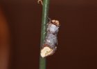 IMG 9552    Leider ist mir dieses Exemplar von Phalera bucephala als Raupe 'ausgebüxt' und hat sich irgendwo unbemerkt im Wohnzimmer versteckt. Leider ist der Falter nun 3 Monate zu früh geschlüpft - seine Chancen stehen nicht sehr gut...